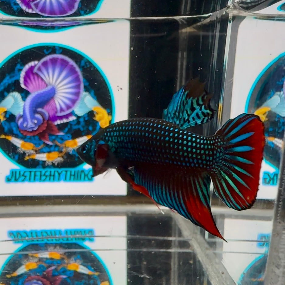 Wild Imbellis A21 Plakat - Male Betta