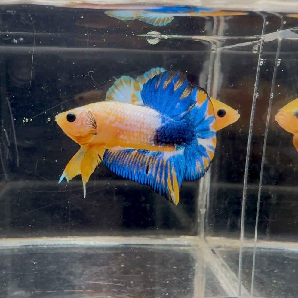 Yellow Fancy Copper Blue Star A01 Plakat - Male Betta