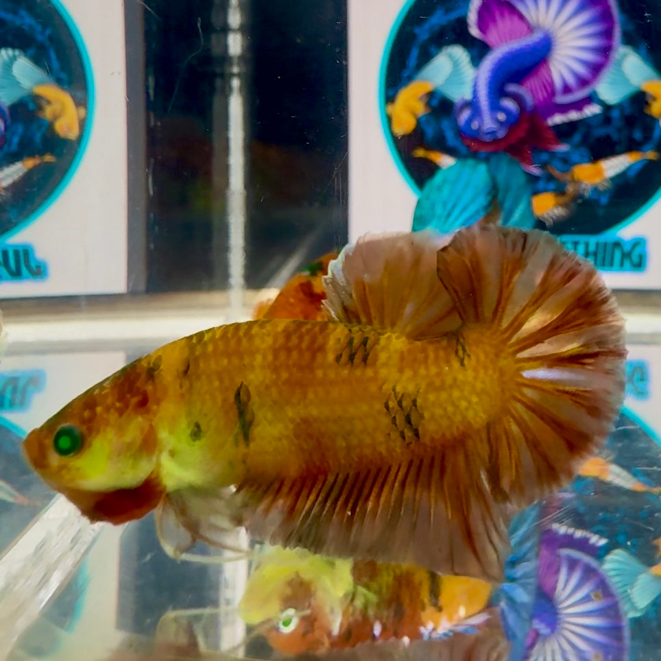 Koi Red green eye- Male Betta M51