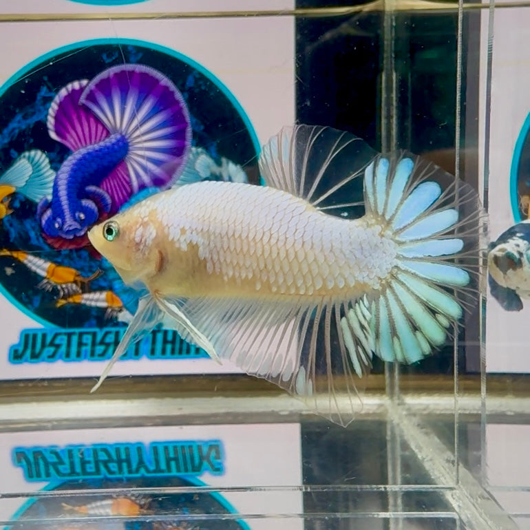 Cellophane Daisy tail- Male Betta M18