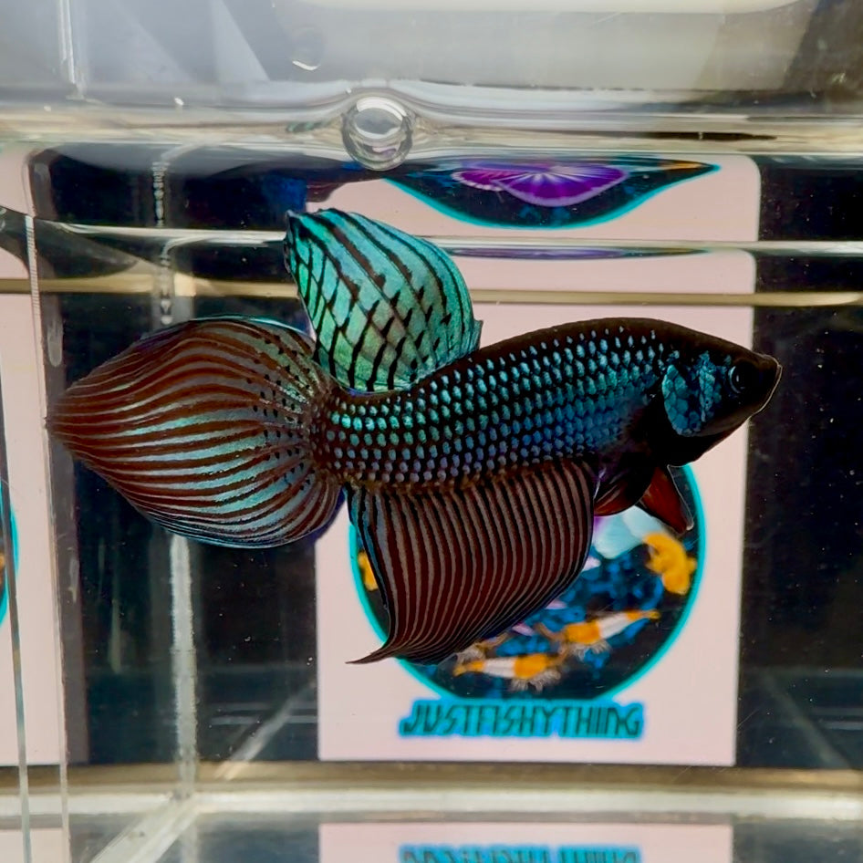 Wild Mahachai Copper Longtail - Male Betta A64