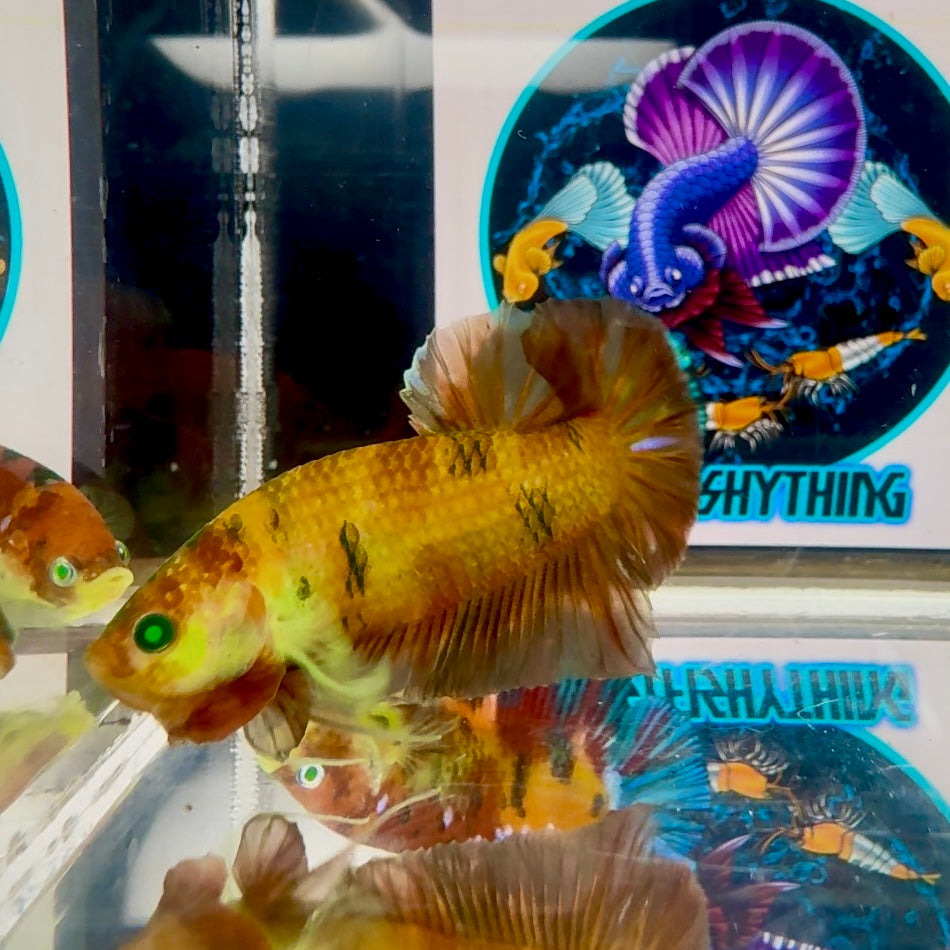 Koi Red green eye- Male Betta M51
