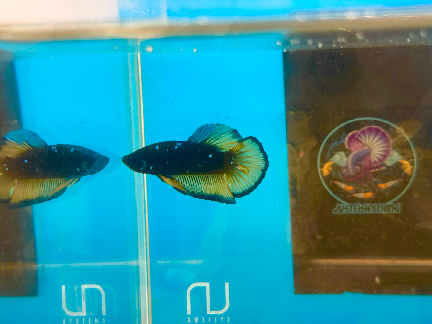 Avatar Blue Yellow Rare Betta 106