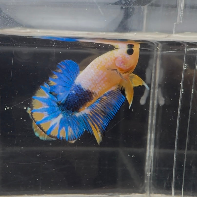 Yellow Fancy Copper Blue Star A01 Plakat - Male Betta