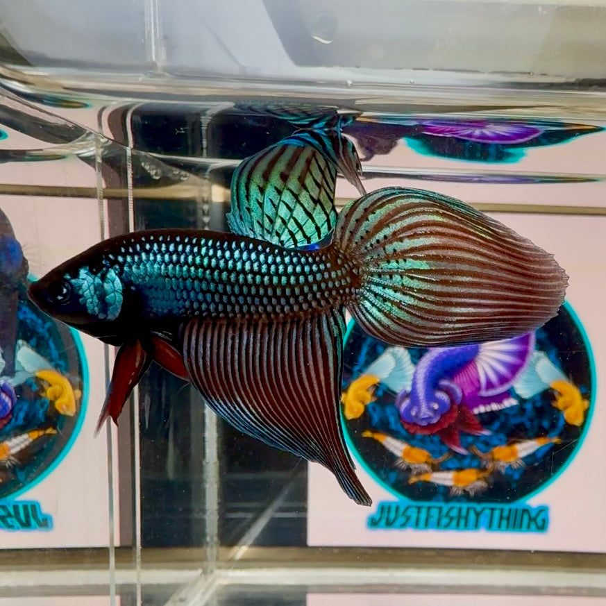 Wild Mahachai Copper Longtail - Male Betta A64