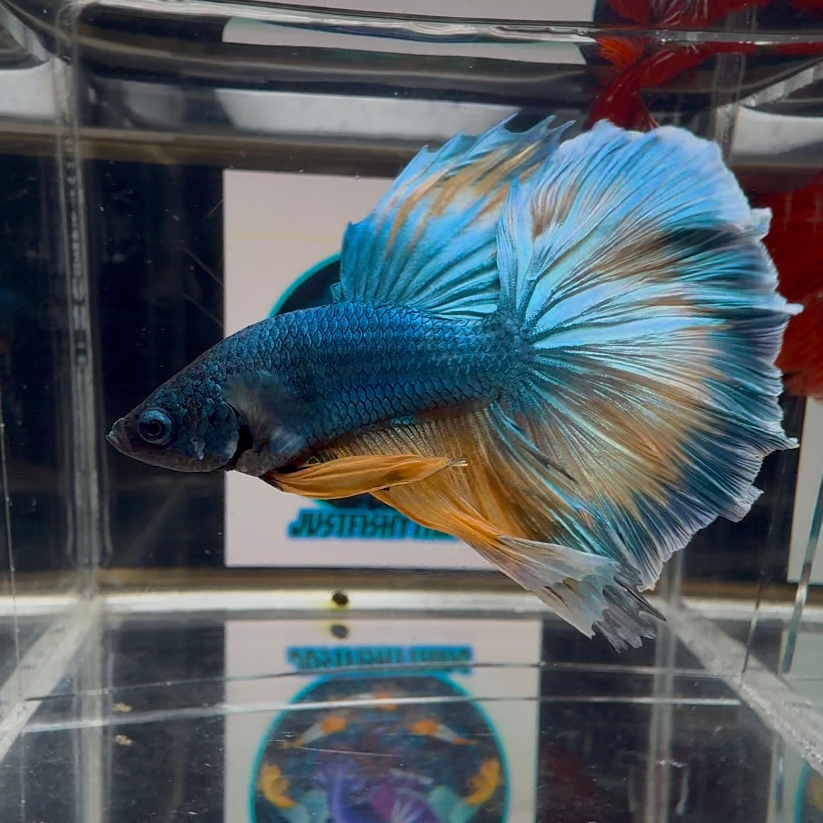 Blue Gas Highgrade A68 Halfmoon - Male Betta