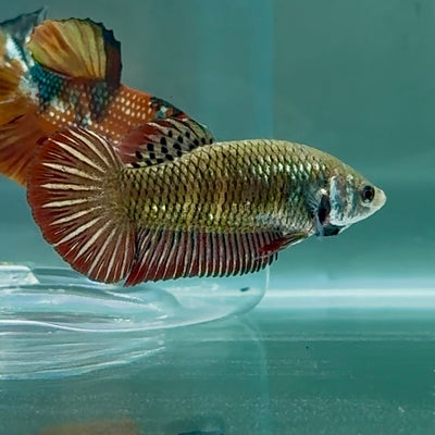 Plakat Alien Samurai Female Betta #Au84