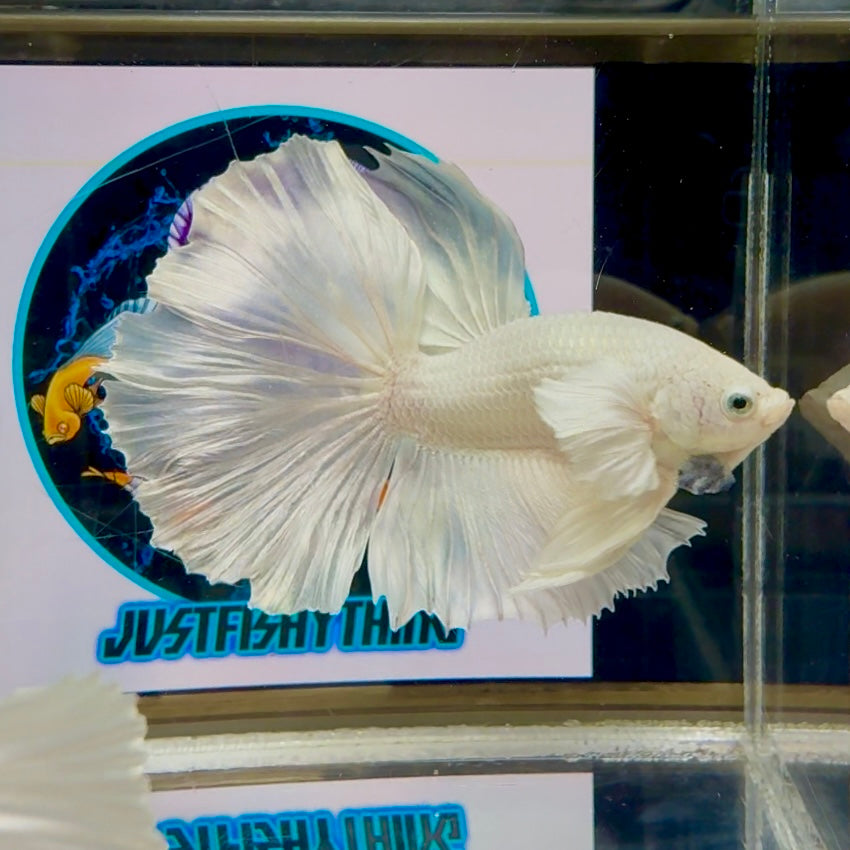 Dumbo White Halfmoon - Male Betta M20