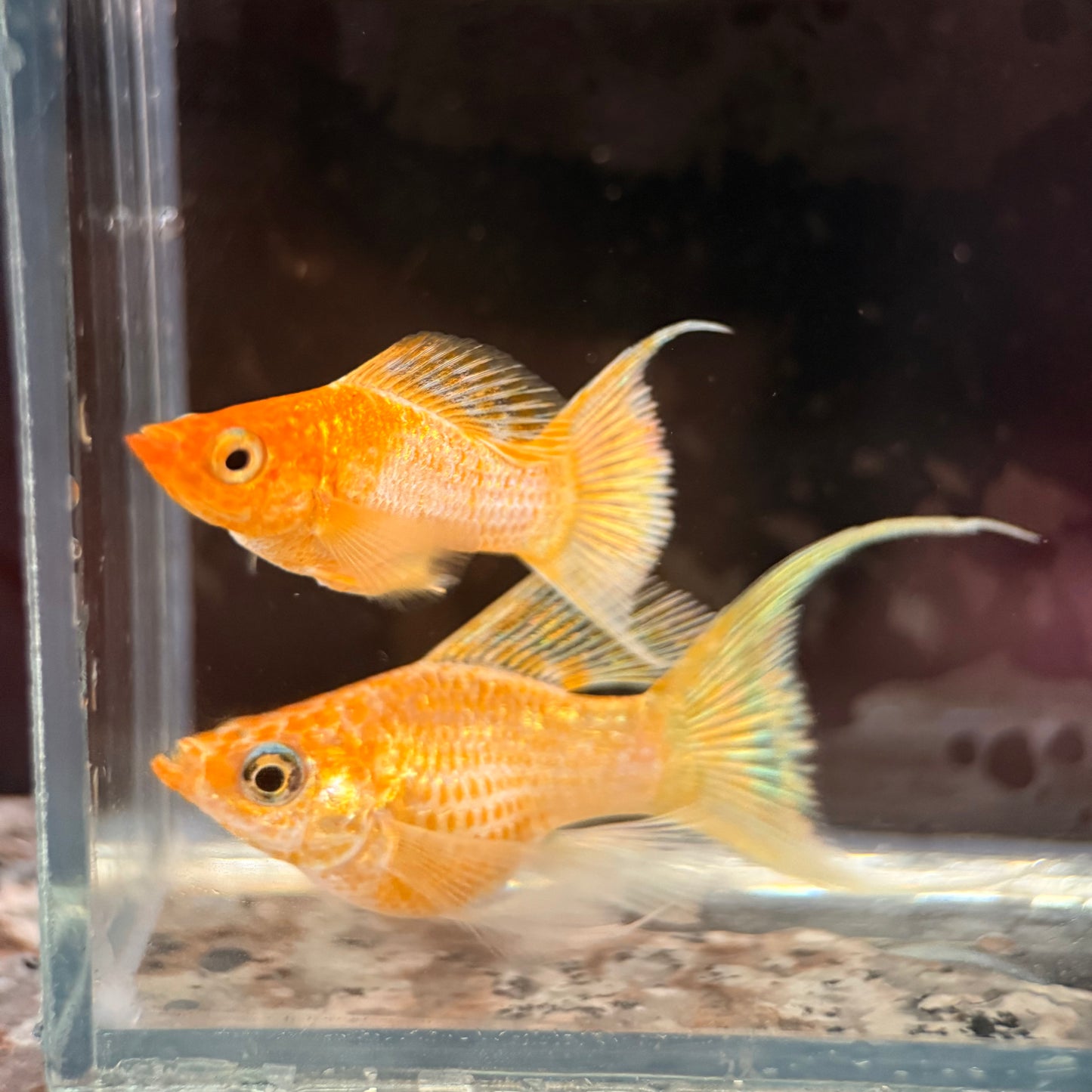 Gold Sakura Balloon Lyre tail Molly