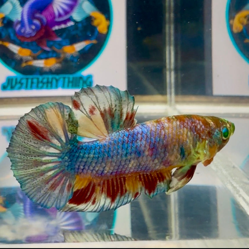 Koi Multicolor green eye- Male Betta M52