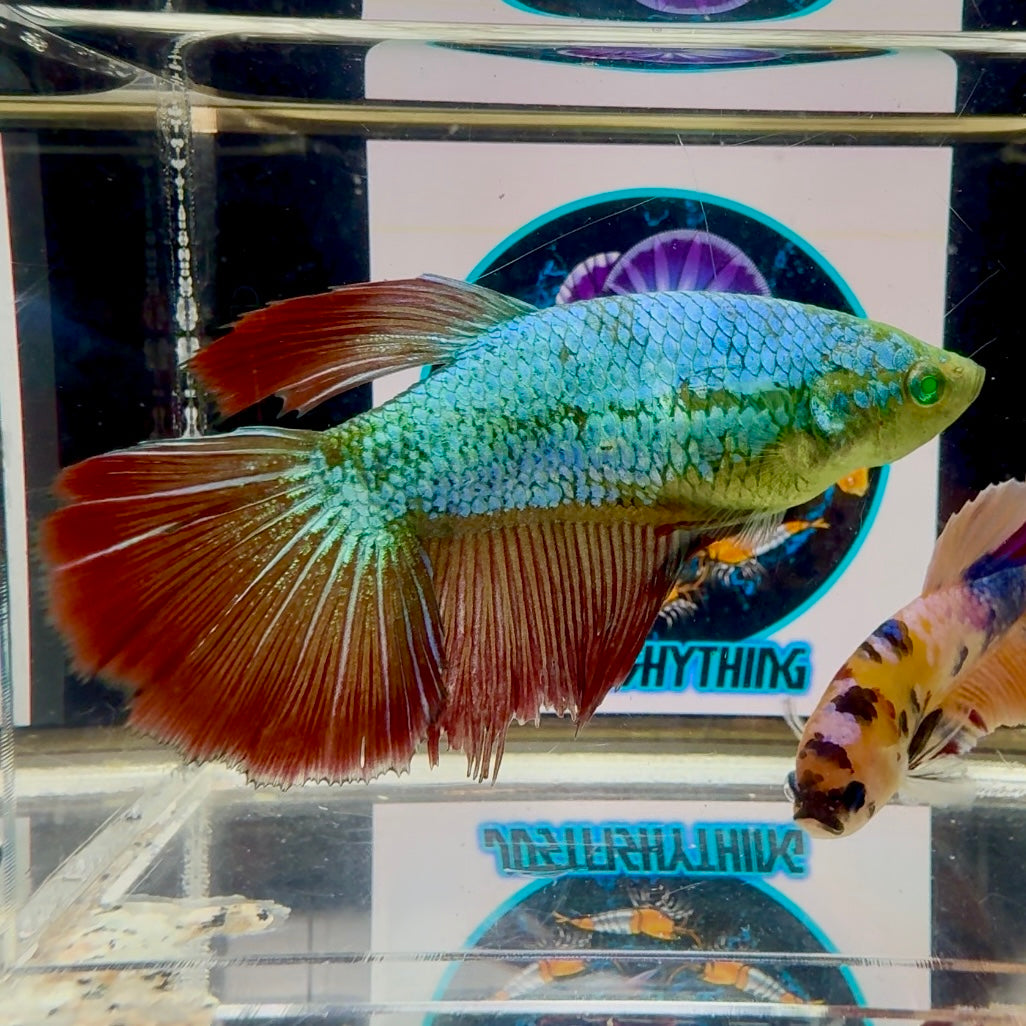 Vampire Hulk Queen Halfmoon (BO6cm)- Female betta M56
