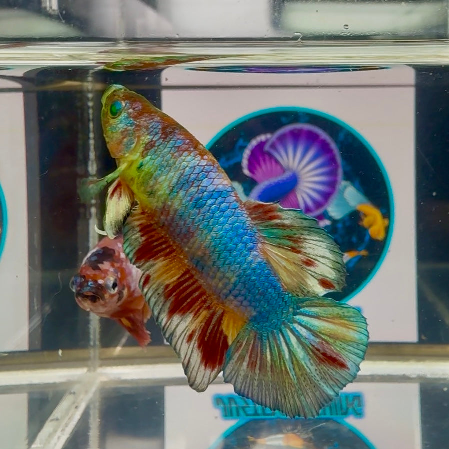 Koi Multicolor green eye- Male Betta M52