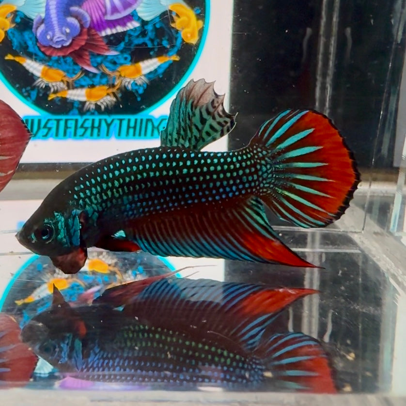 Wild Imbellis A21 Plakat - Male Betta