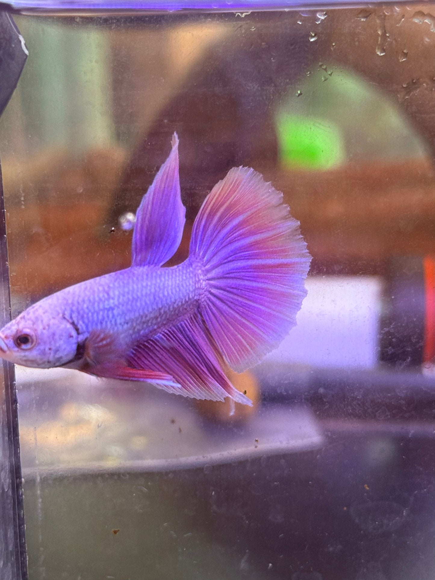 Purple Pink Halfmoon - Male Betta 081
