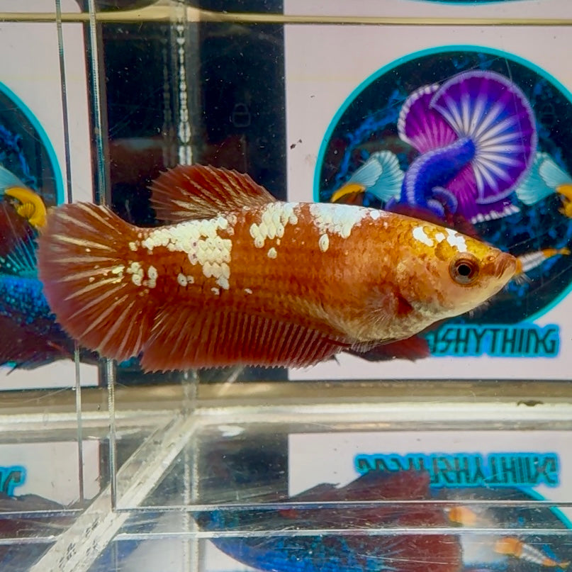 Red Gold Galaxy Plakat - Female betta M03