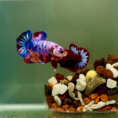 Plakat Candy Multicolor Male Betta #J14