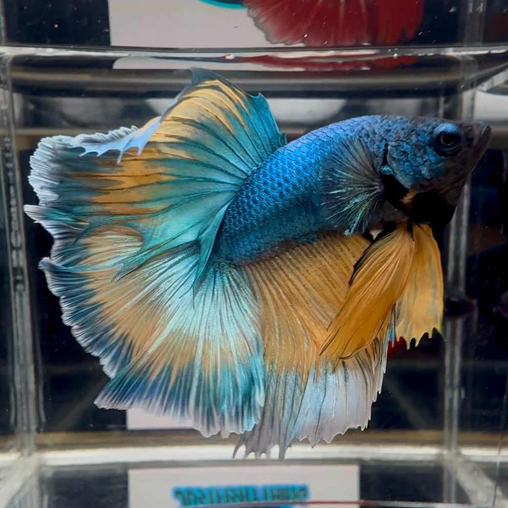 Blue Gas Highgrade A68 Halfmoon - Male Betta