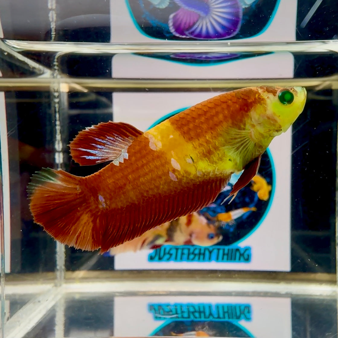Nemo Classic green eye - Female betta M54
