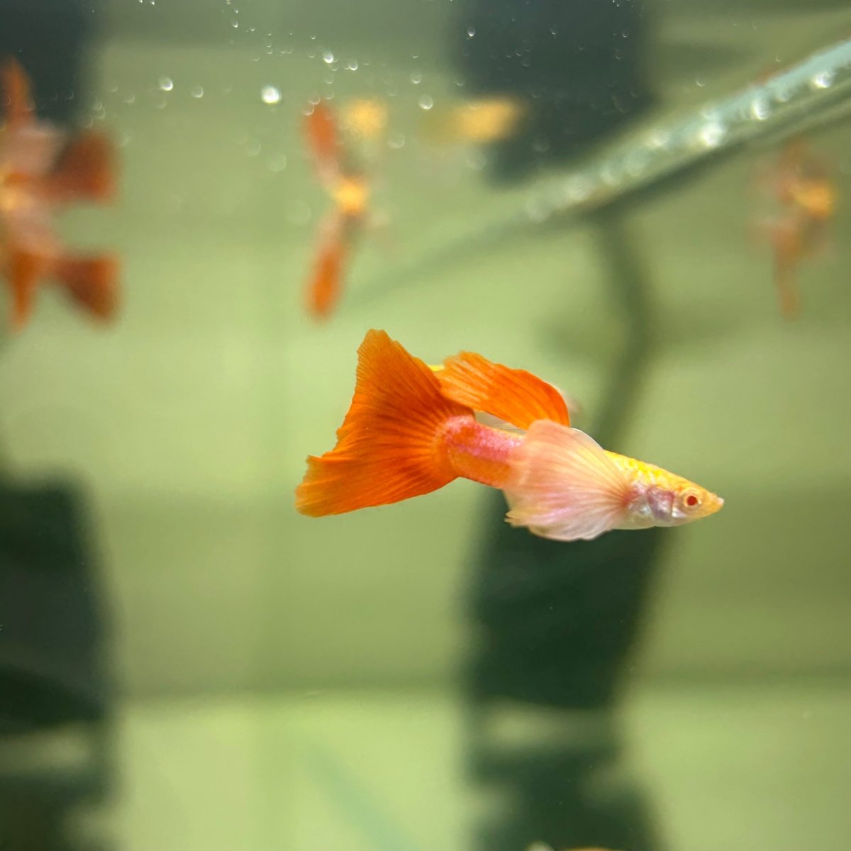 Albino Dumbo Ear - Guppy