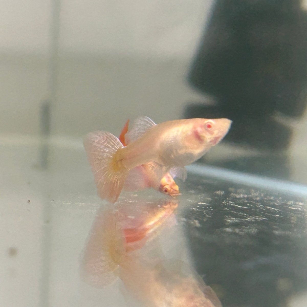 Albino Dumbo Ear - Guppy
