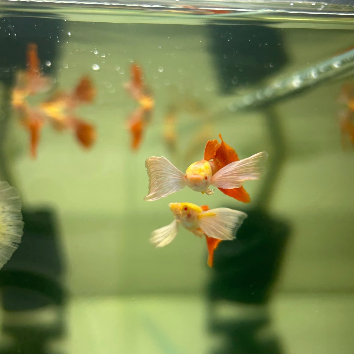Albino Dumbo Ear - Guppy