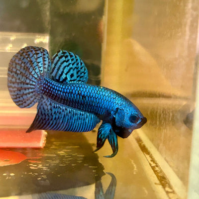 Alien Hybrid Blue Male Betta F34