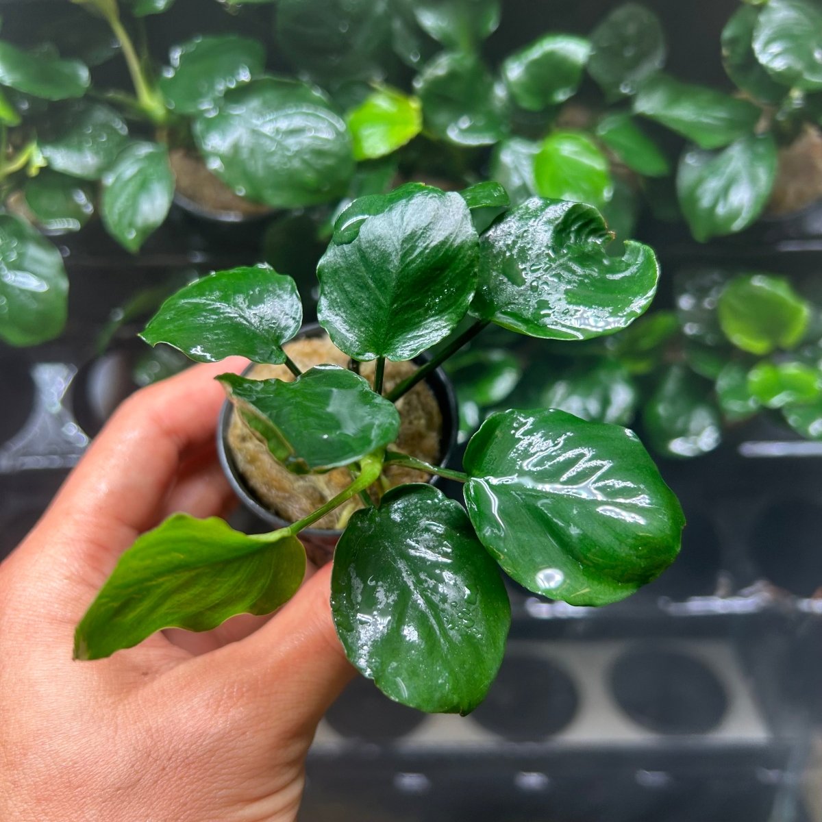 Anubias Barteri Round (Golden Coin)