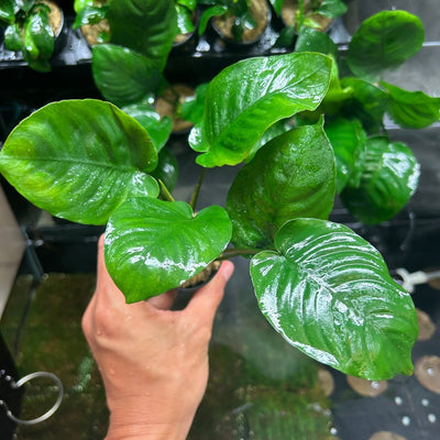 Anubias Barteri Var Barteri - Potted