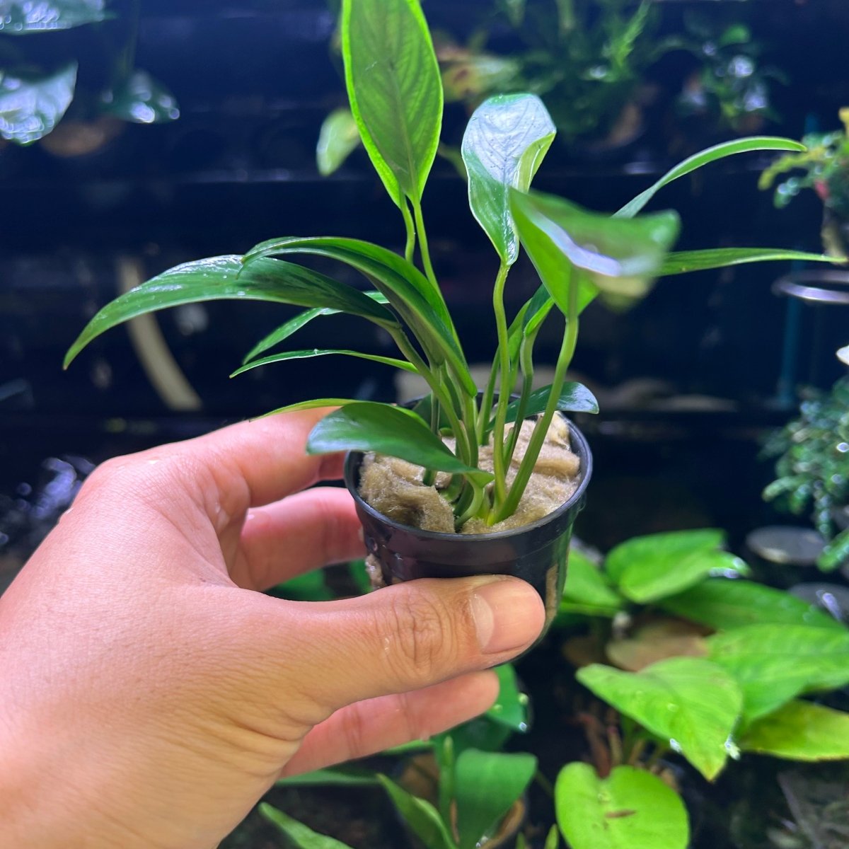 live potted aquarium plants Anubias Congensis Thin Leaves — Live Aquarium Plant – JustFishyThing