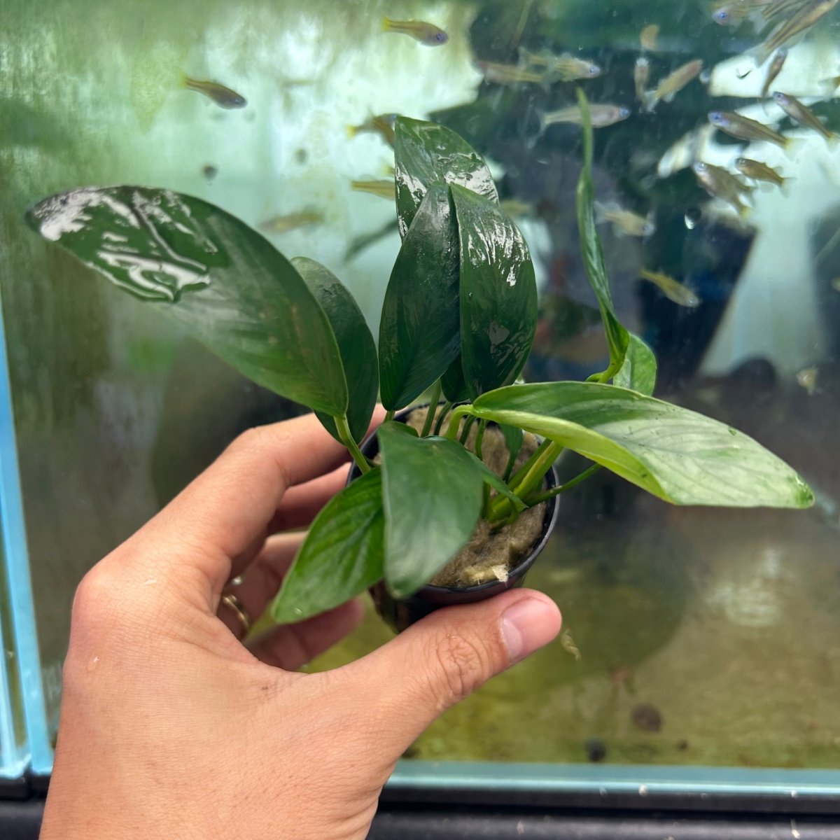 Anubias Congensis (Thin Leaves) - Potted