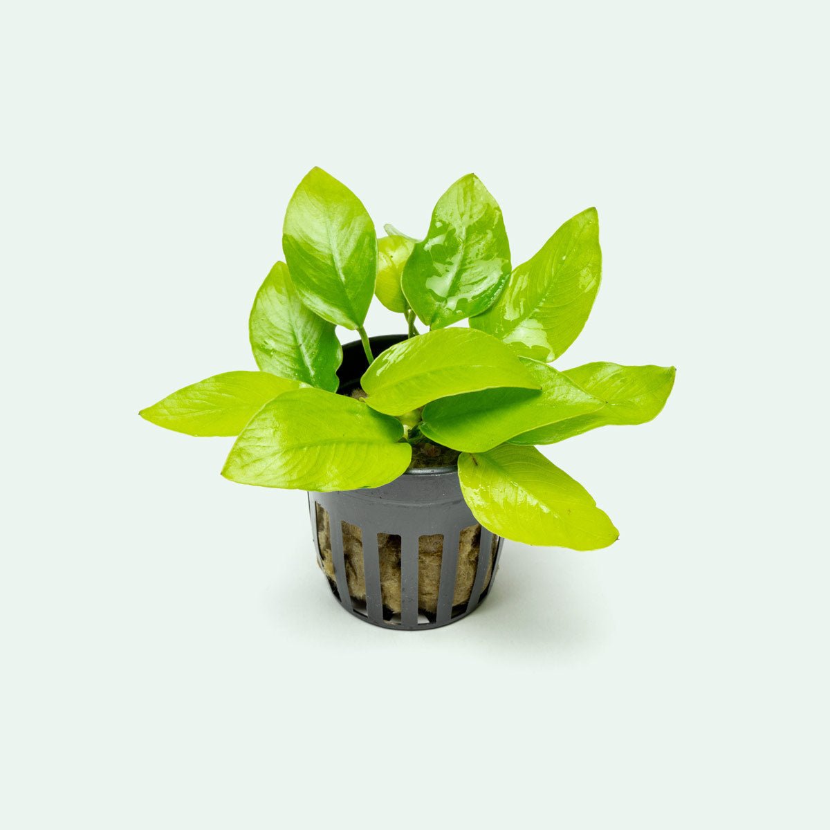 Anubias Golden - Potted