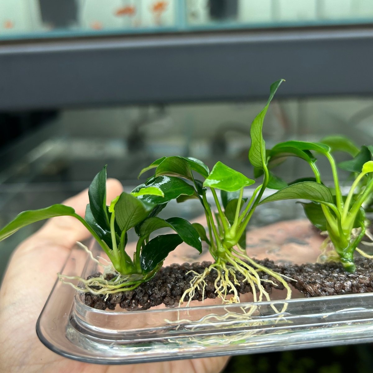 Anubias Nana Petite