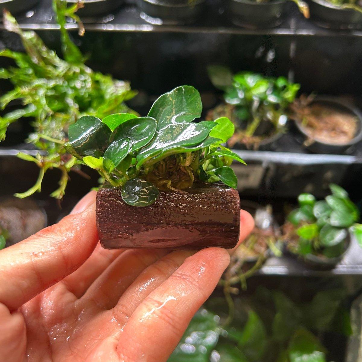 Anubias Nana Petite