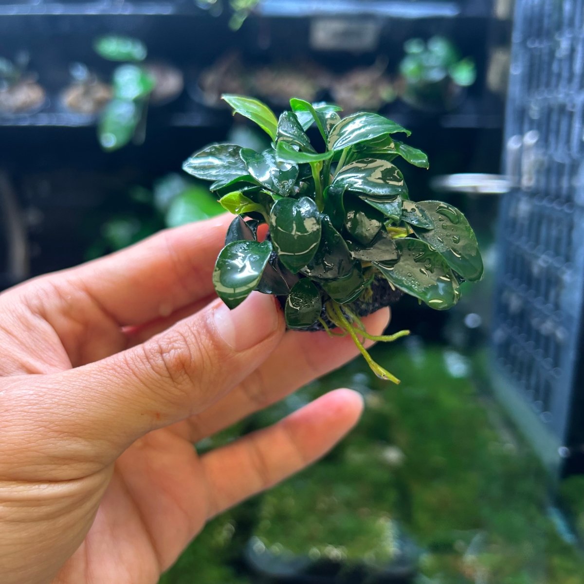 Anubias Nana Petite