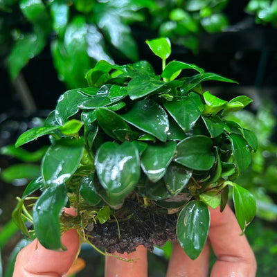 Anubias Nana Petite - On Round Nutripad