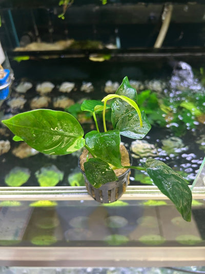 Anubias Nana - Potted
