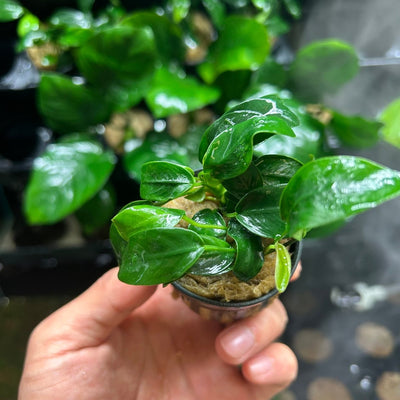 Anubias Nana - Potted