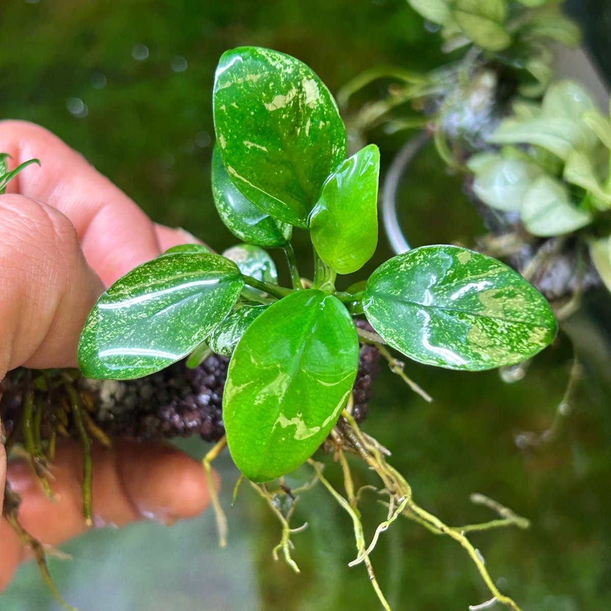 Anubias Pinto