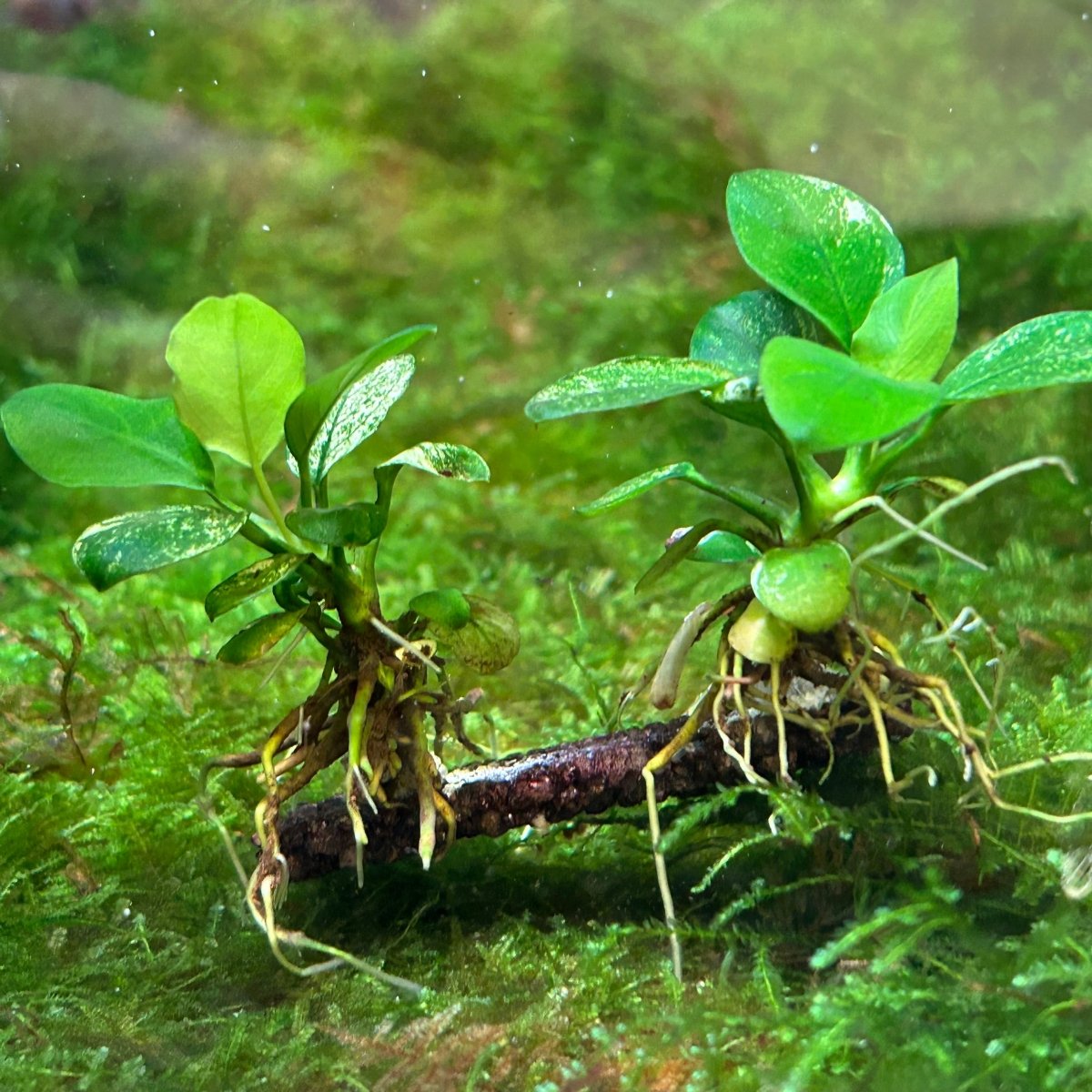 Anubias Pinto