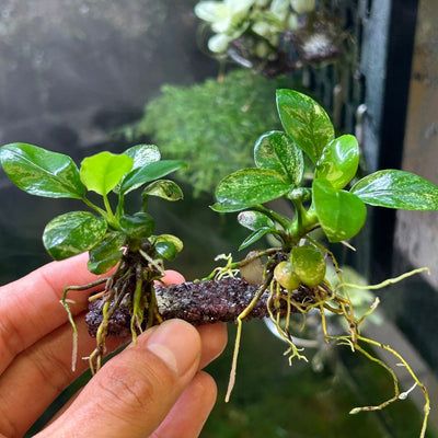 Anubias Pinto