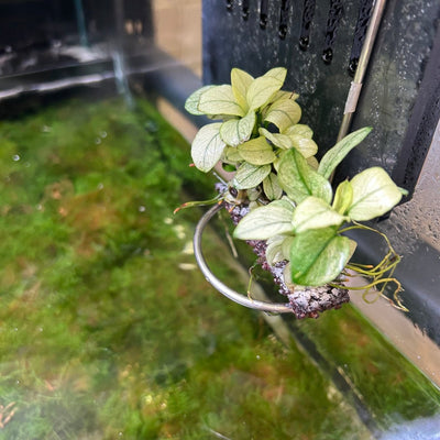 Anubias White