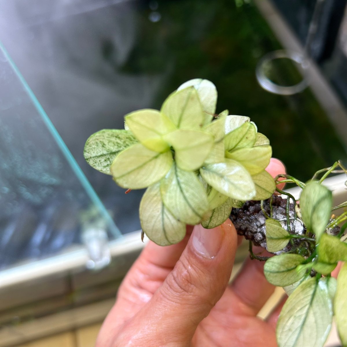 Anubias White