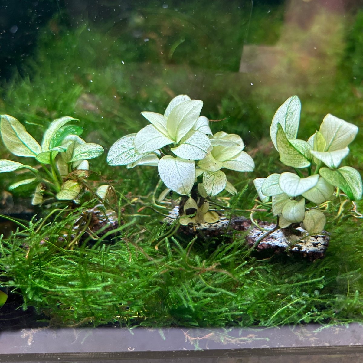 Anubias White