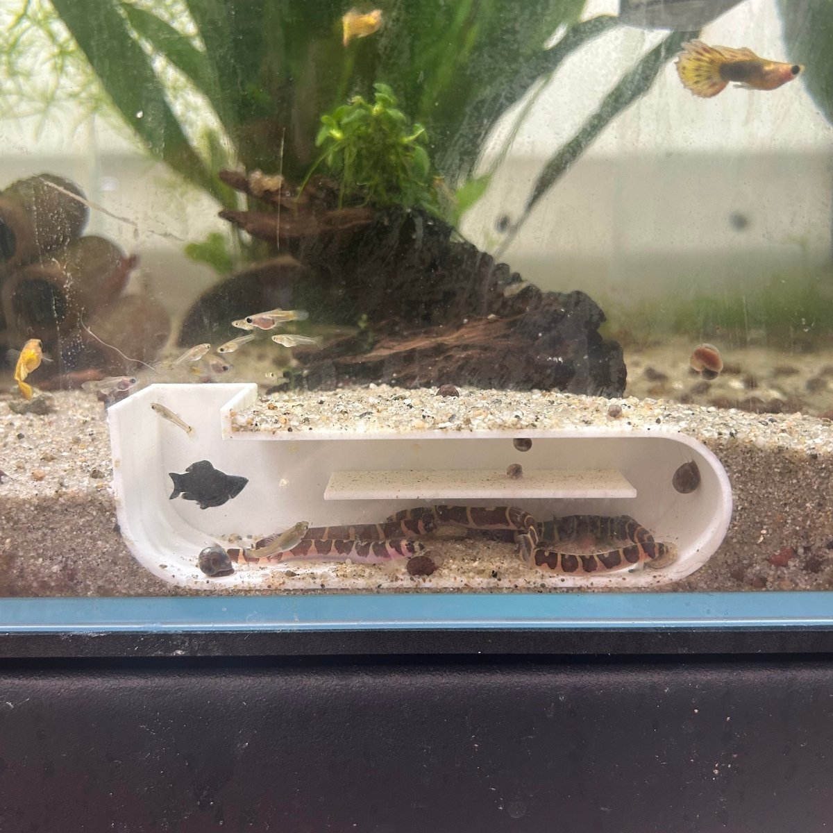Aquarium Cave Underground Pleco Shrimp Fish Hide