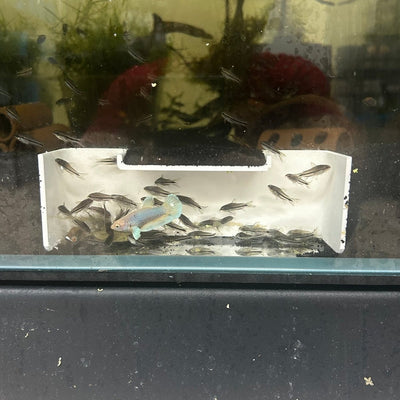 Aquarium Cave Underground Pleco Shrimp Fish Hide