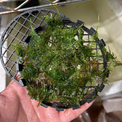Aquarium Moss Cage - 3D printed