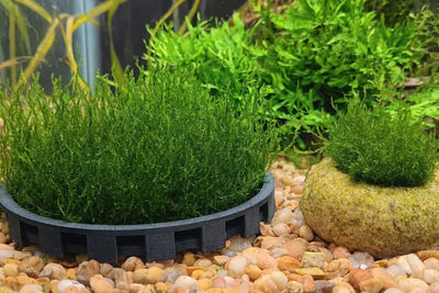 Aquarium Moss Cage