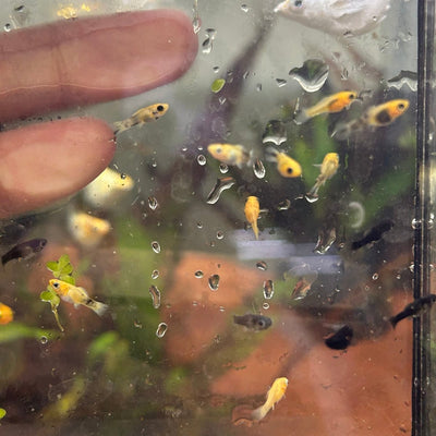 Assorted Balloon Molly Frys