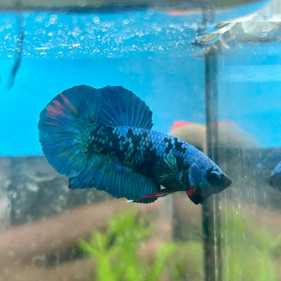 Avarta Blue Plakat - Male Betta 180