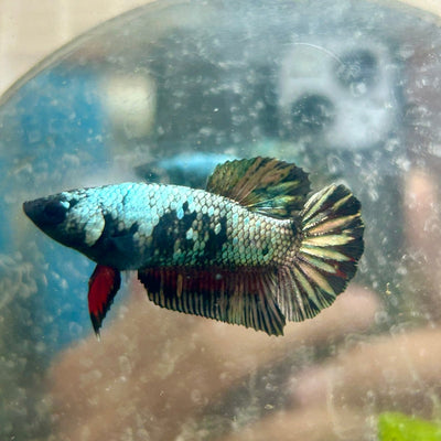 Avarta Copper Copper Plakat - Female Betta N29